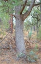 Alligator Juniper Royalty Free Stock Photo