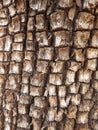 Alligator Juniper Tree Bark Up Close - Sedona, Arizona Royalty Free Stock Photo