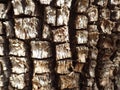 Alligator Juniper Tree Bark Up Close - Sedona, Arizona Royalty Free Stock Photo