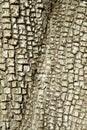 Alligator Juniper Treebark Background/Texture Royalty Free Stock Photo