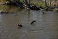 Alligator in a swamp near New Orleans, USA