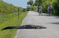 Alligator Laying on Bike Path