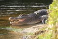 Alligator laying near a pond with its mouth open Royalty Free Stock Photo