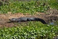 Alligator laying in the sun Royalty Free Stock Photo