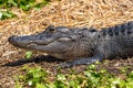 Alligator laying in the sun Royalty Free Stock Photo