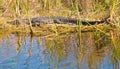 Alligator laying in tall grass, next to tropical lake, sunning Royalty Free Stock Photo