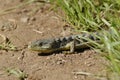 Alligator lizard