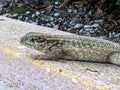 Alligator lizard close nature scales