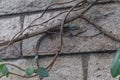 Alligator lizard hiding behind ivy on a silicon brick wall in Los Angeles, California