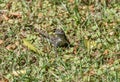 Alligator lizard in a Los Angeles backyard, California