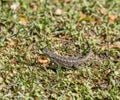 Alligator lizard in a Los Angeles backyard, California