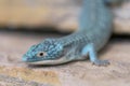 Alligator lizard crawling on rocky surface