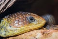 Alligator Lizzard Head Royalty Free Stock Photo