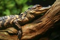 Alligator on Log