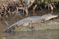 Alligator on log Royalty Free Stock Photo