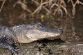 Alligator on log Royalty Free Stock Photo