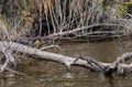 Alligator on log in Florida swamp Royalty Free Stock Photo