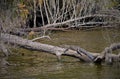 Alligator on log in Florida swamp Royalty Free Stock Photo