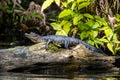 Alligator on a log in the forest