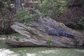 Alligator Royalty Free Stock Photo