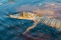 Alligator looking for prey in Louisiana bayou