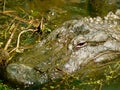 Alligator at Louisiana Bayou