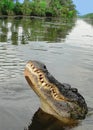 Alligator in Louisiana Swamp Royalty Free Stock Photo