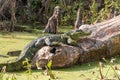 Alligator in the Louisiana Swamps