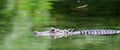 Alligator Magnolia Springs State Park