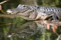 Alligator in Swamp with Reflection Royalty Free Stock Photo