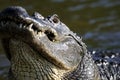 Alligator mississippiensis, american alligator