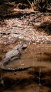 Alligator momma with her babies Royalty Free Stock Photo