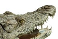 Portrait. Alligator mouth on white background