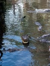 Alligator with mouth open Royalty Free Stock Photo