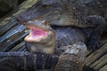 Alligator with mouth open Royalty Free Stock Photo