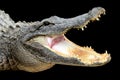 Alligator with Mouth Open