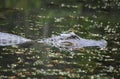 Alligator Moving in Very Shallow Swampy Waters