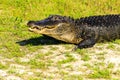 Alligator at Myaka River State Park