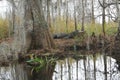 Alligator in Natural Habitat - Okefenokee Swamp Royalty Free Stock Photo