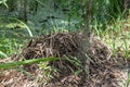 Alligator nest along Bayou Coquille