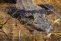 Alligator on the Hunt Royalty Free Stock Photo