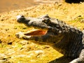 Alligator With Open Mouth, Close-up Profile View, Amazonia.