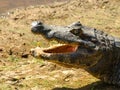 Alligator with open mouth Royalty Free Stock Photo