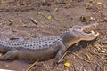 Alligator with an open Mouth Royalty Free Stock Photo