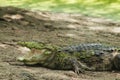 alligator open mouth photo, beautiful alligator photography