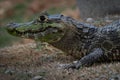 Alligator out of the water looking for prey