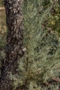 This alligator pine tree is discovered on a hiking trail in Arizona