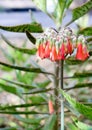 Alligator Plant Flowering in Spring