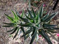 Alligator Plants Bryophyllum daigremontianum