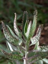 Alligator Plant closeup